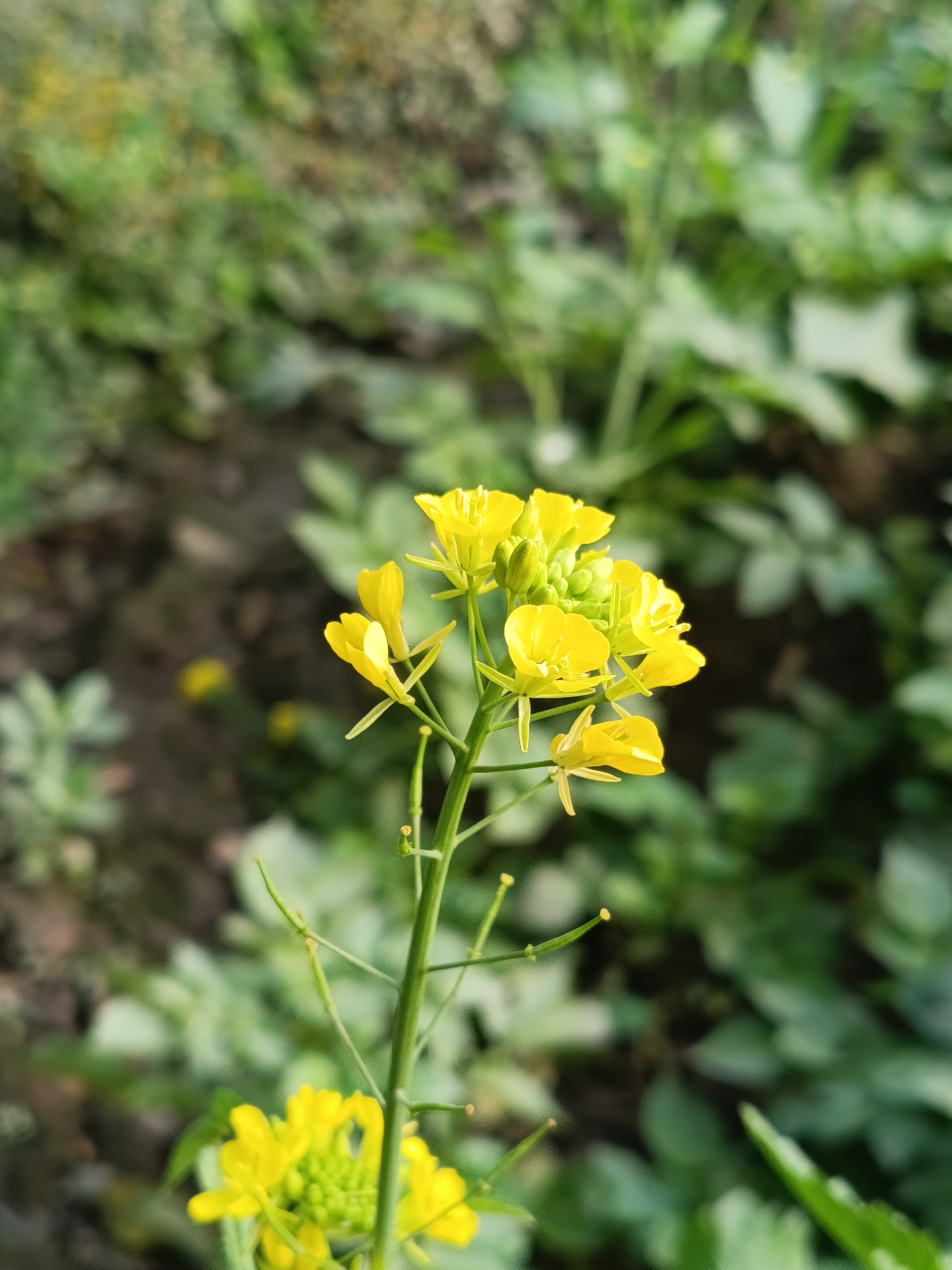 Free Money Earn icon